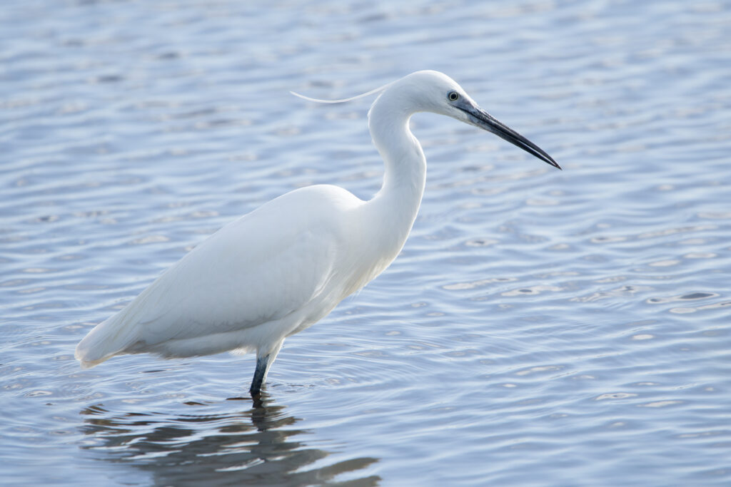 Photo of Little Egret